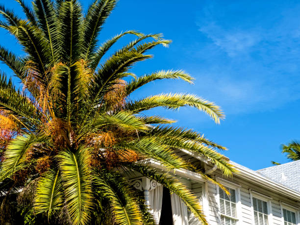 istock Beautiful wooden island house with palm tree 2157367944