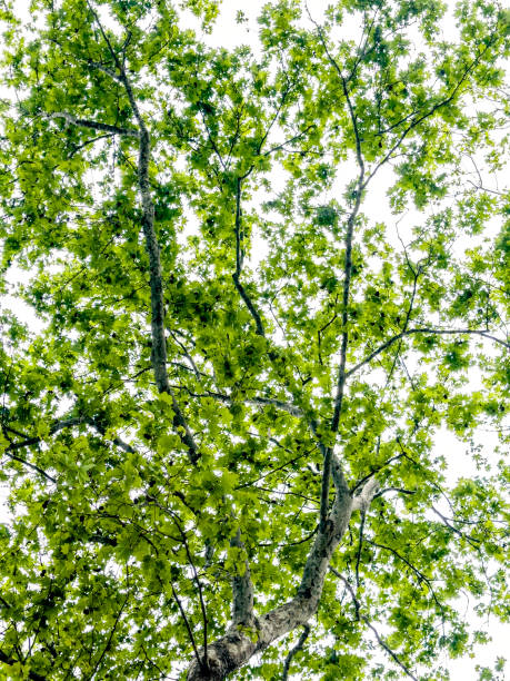 istock Shiny beautiful green and yellow tree leaves 2157368994