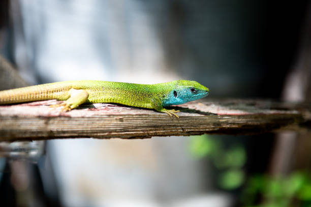 European green lizard on a tree