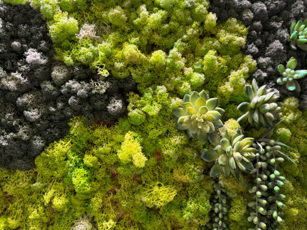 istock stabilized moss and succulents, green wall, natural background 2157369749