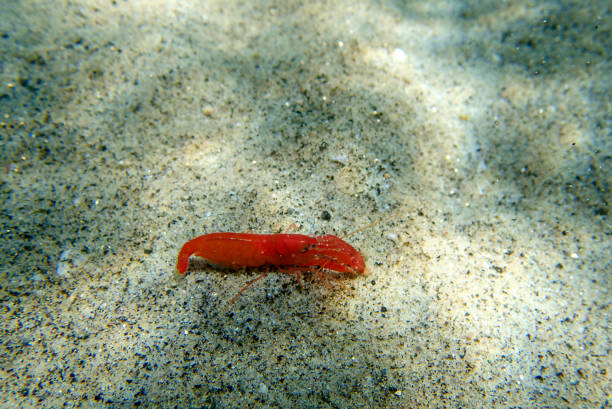 istock Red pistol snapping shrimp - Alpheus macrocheles 2157370597
