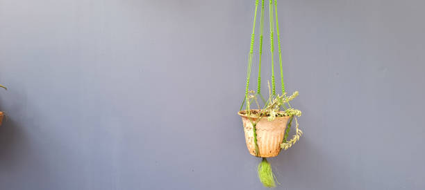 istock flower pot hanging isolation on blue wall background 2157370930