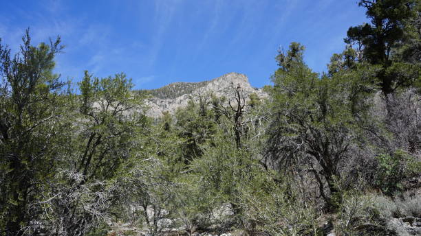 istock Mt Charleston in April with Snow 2157372203