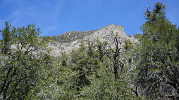 istock Mt Charleston in April with Snow 2157372209