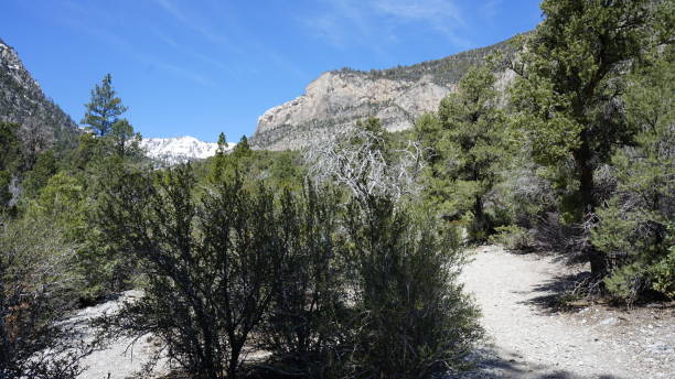 istock Mt Charleston in April with Snow 2157372282