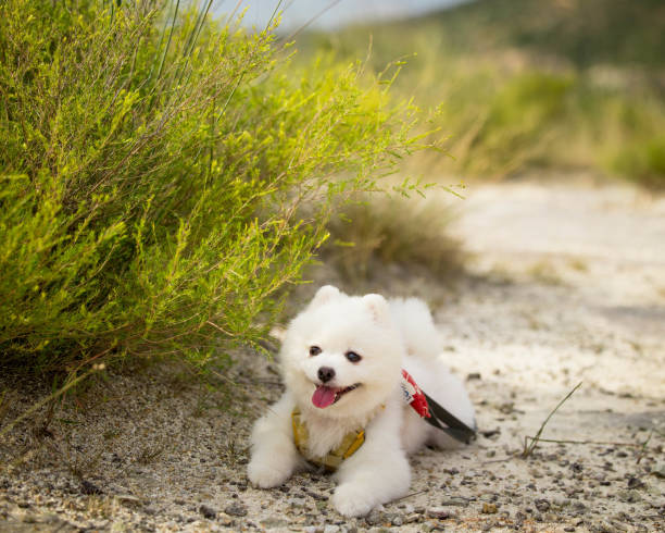 istock Cutie pie pomeranian taking shade 2157372479