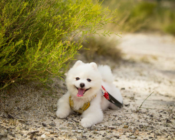 Cutie pie smiley pomeranian taking shade