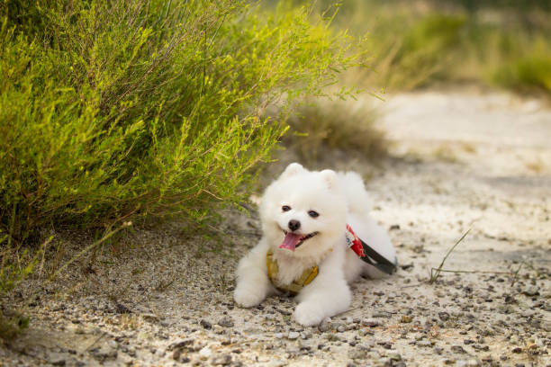istock Dopey pomeranian taking shade 2157372600