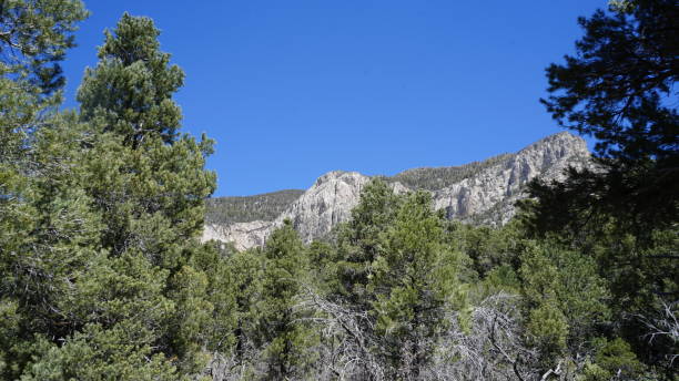 istock Mt Charleston in April with Snow 2157372894