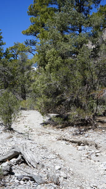 istock Mt Charleston in April with Snow 2157372940