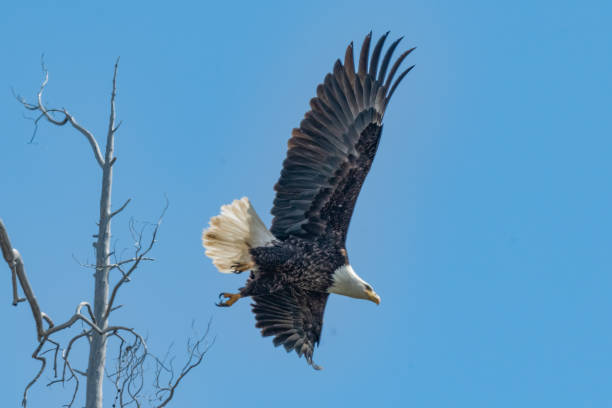 istock Bald Eagle taking off from perch in tall tree over Yellowstone Lake 2157374489