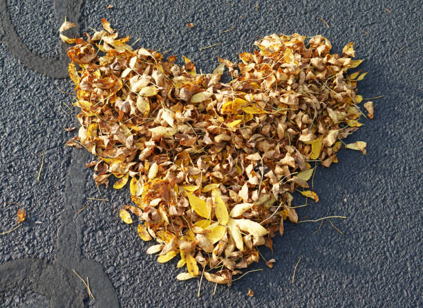 fallen autumn leaves in heart shape on the road surface