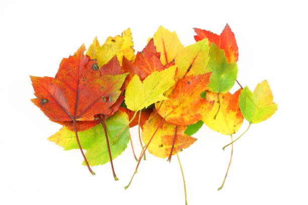 Six red and yellow leaves on white background.  Autumn colors.  Color composition.
