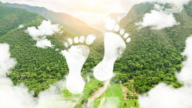 istock Tropical forests can absorb large amounts of carbon dioxide from the atmosphere, carbon footprint. 2157375806