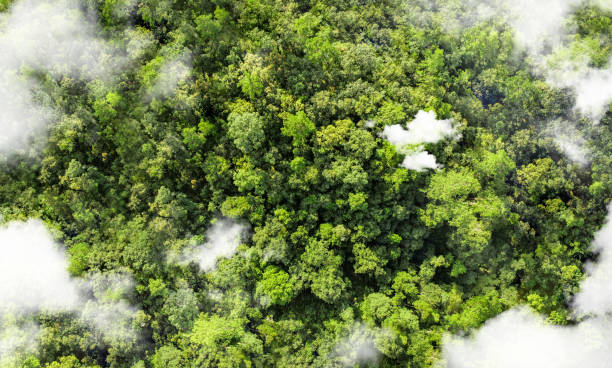 istock New goals, plans and vision for 2025, sustainable environmental development goals Green Business ESG Co2 SDGs and NetZero Concepts World Environment Day Save the World. 2157375841