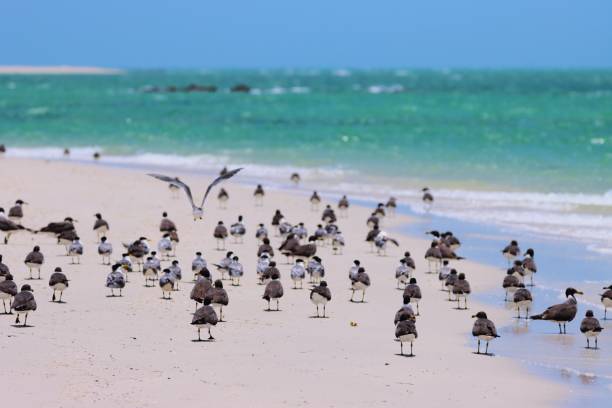 istock Birds of Masirah Island 2157378565