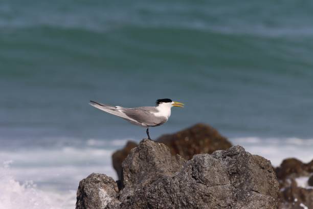 istock Birds of Masirah Island 2157378567
