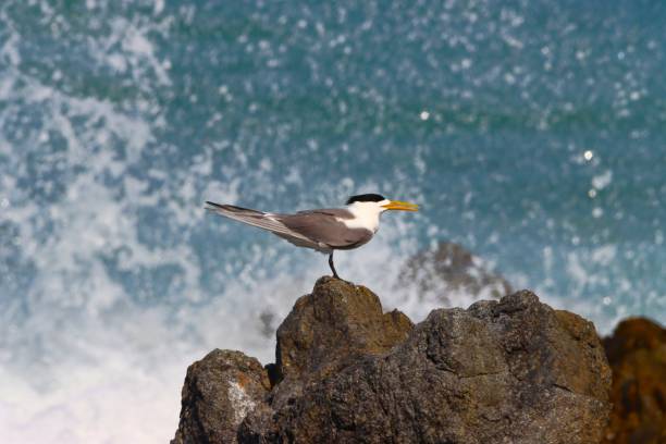 istock Birds of Masirah Island 2157378575