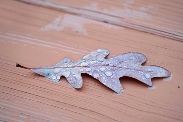 close up on wet oak leaf in autumn