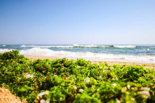 Green algae by the shore. Sand, rough sea and blue sky. Closeup. Texture, background.
