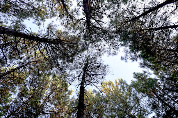 Tall trees in a pine forest photographed from below.