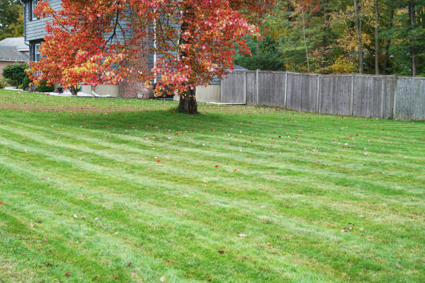istock mowed lawn in the back yard with autumn tree 2157379623
