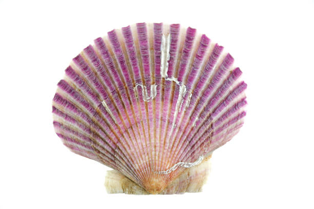 istock purple shells isolated on the white background 2157379674