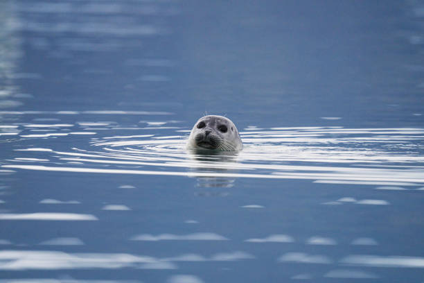Cute seal playing in Glacier Lagoon, Iceland