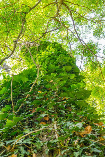 istock Ivy, Hedera Helix or European ivy, climbing a rough tree bark. Background texture. 2157380075