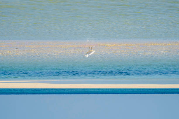 A grey heron walking along the shore of the beach with stilt houses in the background
