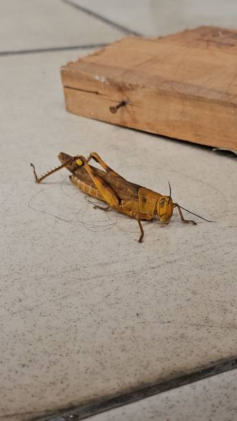 istock A large brown grasshopper on the floor with a wooden back. 2157380865