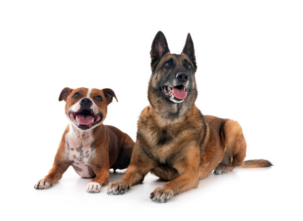 istock staffordshire bull terrier and malinois 2157382446