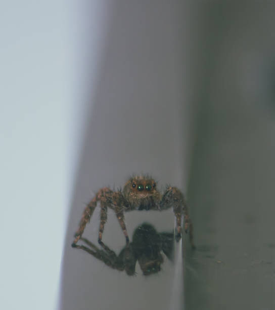 istock Close-up of a Tan jumping spider on a black metal edge 2157383300