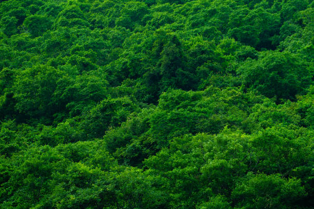 Aerial view of mixed forest, deciduous trees, greenery and waterfalls flowing through the forest. The rich natural ecosystem of rainforest concept is all about conservation and natural reforestation.