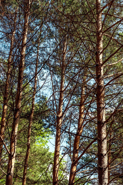 Pine trees canopy landscape in woodland.