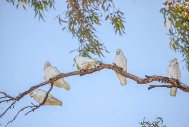 istock Several white Little Corella parrots sit on green tree branch in blue sky background in a park in Adelaide, Australia 2157388398