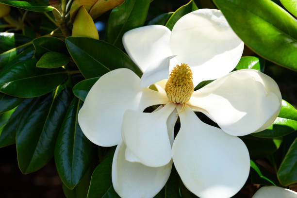 istock Magnolia grandiflora flower 2157389181