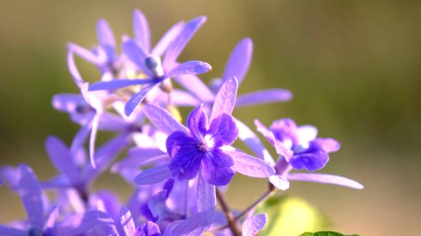 istock Selective focus in bloom flower Petrea volubilis, commonly known as purple wreath, queen's wreath or sandpaper vine. 2157391502