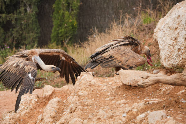 istock Two vulture birds are eating from a rock 2157393696