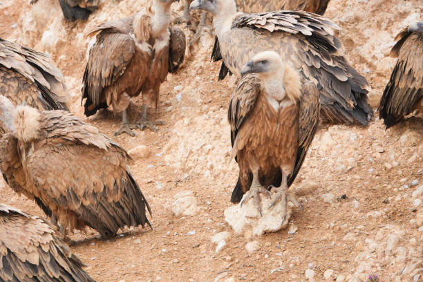 istock A group of birds are standing on a rocky surface 2157393713