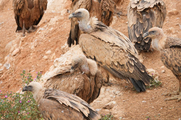 istock A group of birds are sitting on a rocky hillside 2157393718