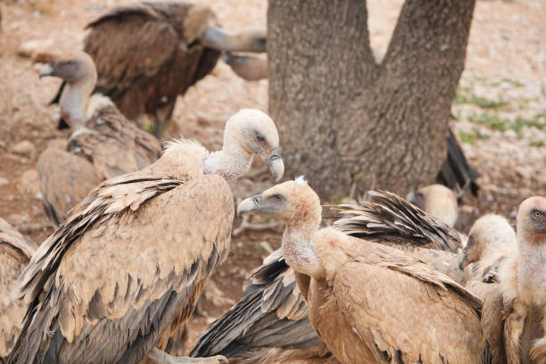 istock A group of birds are gathered around a tree 2157393721