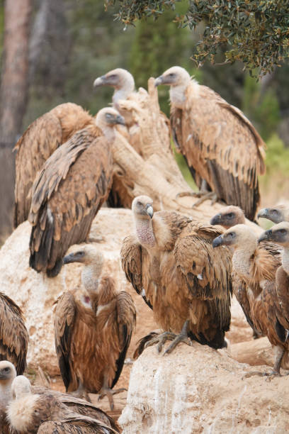 istock A group of vultures are sitting on a rock 2157393740