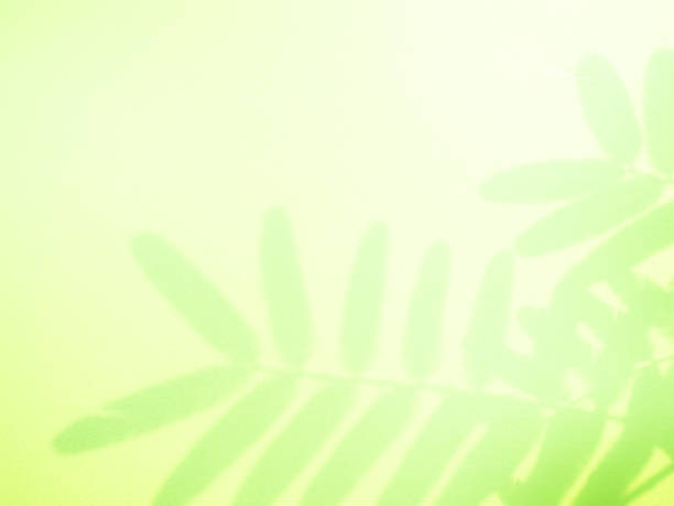 istock Green Shadow Abstract Background Overlay Leaf Natural blur Cement Wall Floor Beige Mockup Product Cosmetic Summer Tropical Nature Presentation Frame Template Eco Backdrop Environment Platform. 2157393787