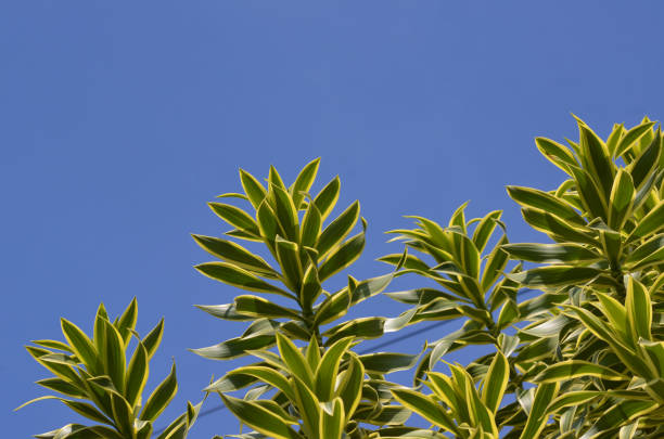 Dracaena reflexa leaves on a blue sky background, the color is green with a yellow stripe at the edge. This species is also known as Song of India, Pride of India, Song of Jamaica.