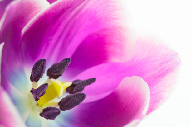 Macro picture of a tulip blossom, isolated