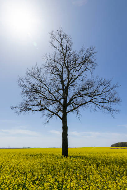 istock one tree in a field with yellow flowering rapeseed 2157394559