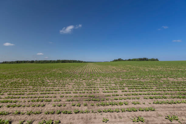 Wicken Fen, Cambridgeshire, UK\nExpansive green fields of leafy crops, likely beets or vegetables, cover the foreground in a flat rural area, bordered by a line of deciduous trees showing autumnal hues of brown and green. The background features a vast blue sky dotted with scattered white clouds, suggesting a calm daytime in late summer or early fall. No people are present, emphasizing the untouched natural agricultural scene. The mood is serene and expansive, evoking tranquility and the beauty of farmland. Ideal for commercial uses in environmental reports, farming advertisements, rural tourism promotions, agricultural education materials, or backgrounds in documentaries about sustainable land use and countryside scenery.