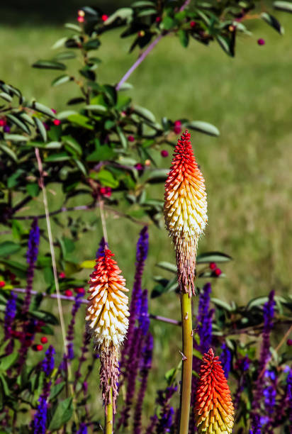 Kniphofia uvaria bright orange red bud ornamental flowering plants on tall stem, group tritomea torch lily red hot poker flower