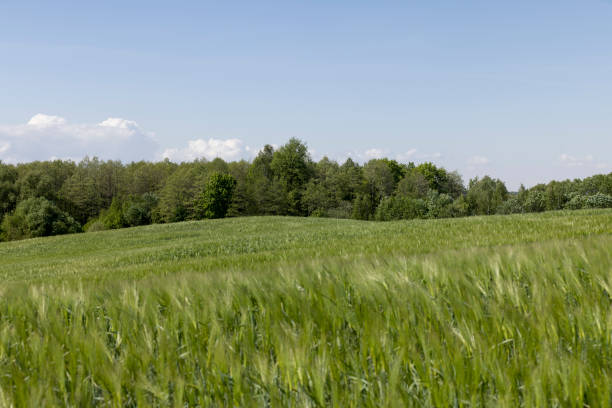 istock a field with green unripe barley in spring in windy weather 2157395789